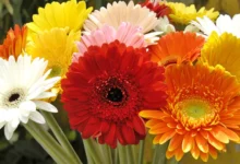 Como cultivar gérbera