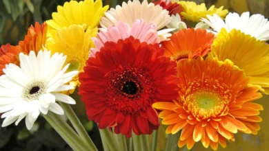 Como cultivar gérbera