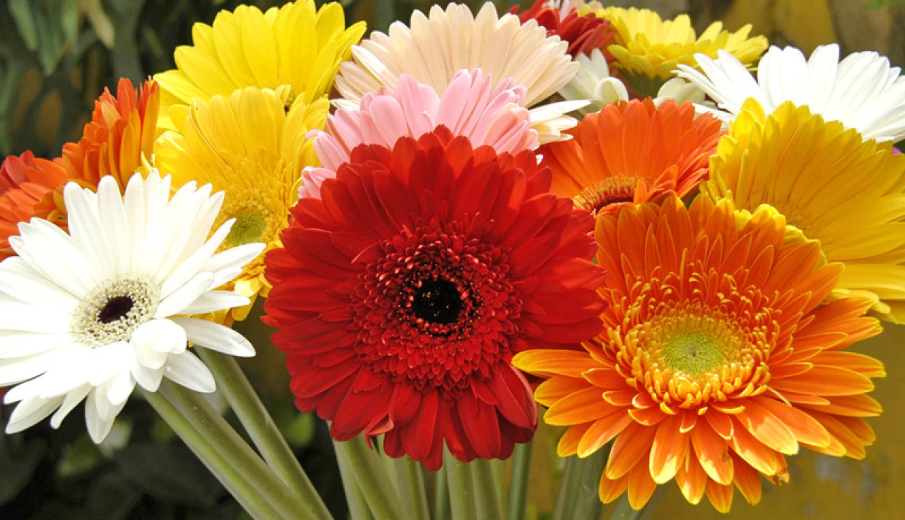 Como cultivar gérbera