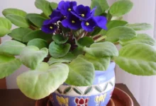 Como cultivar violeta