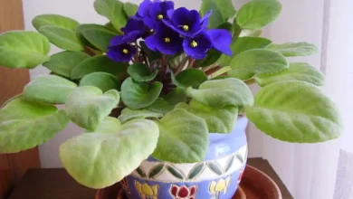 Como cultivar violeta