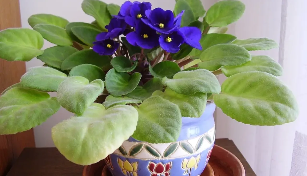 Como cultivar violeta